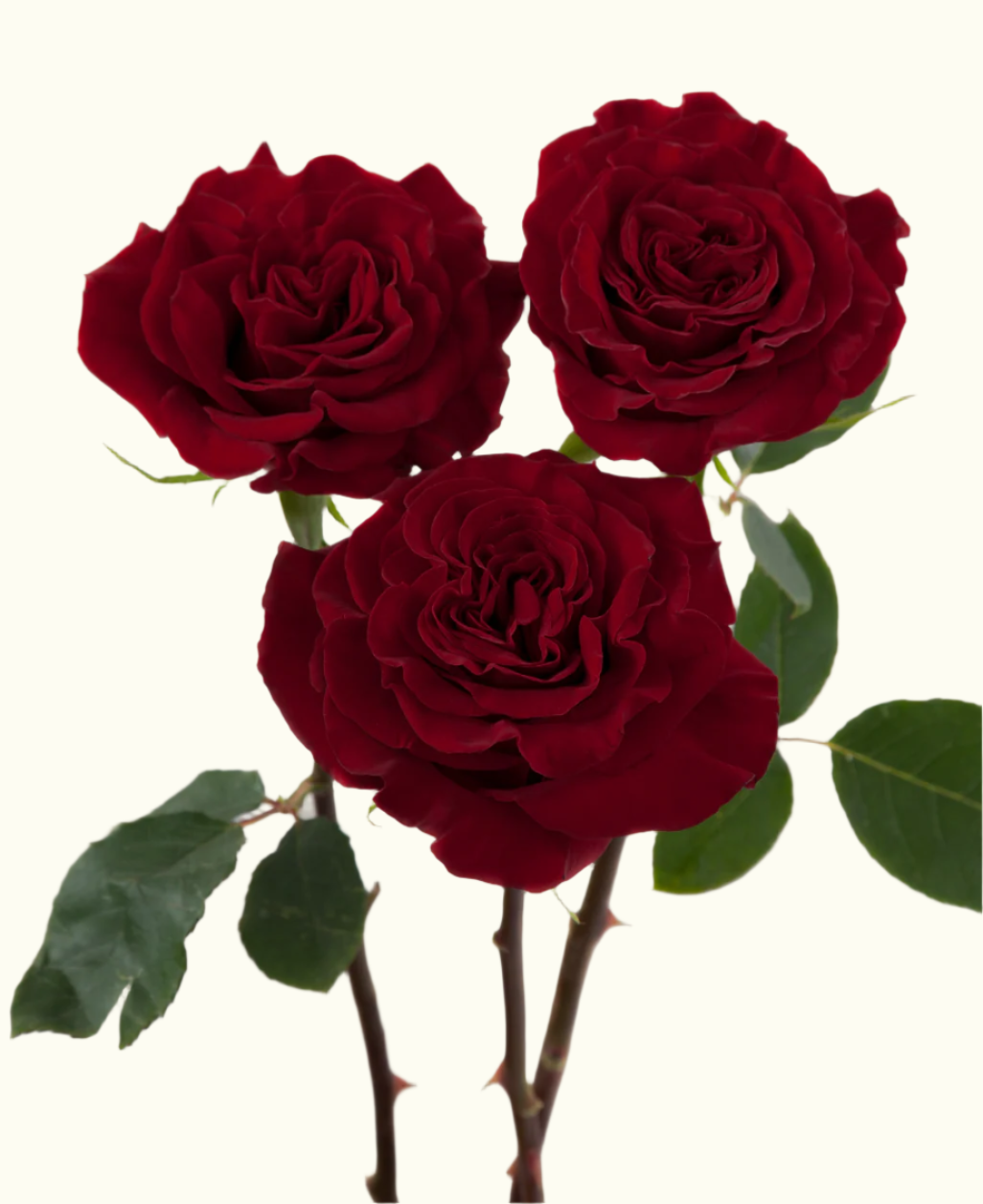 Heart Rose