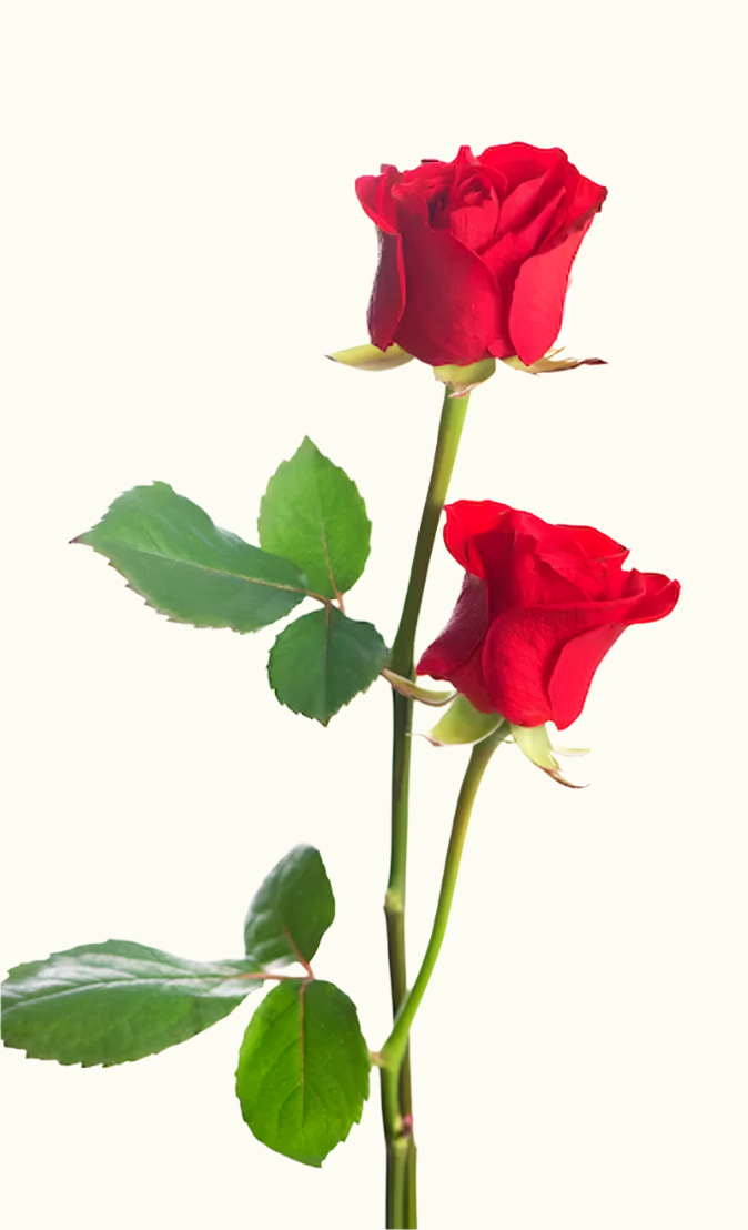 Regular Rose