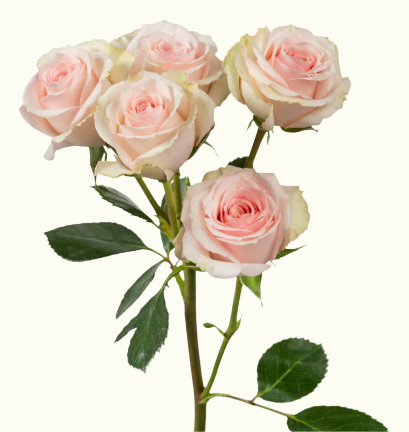 Spray Rose