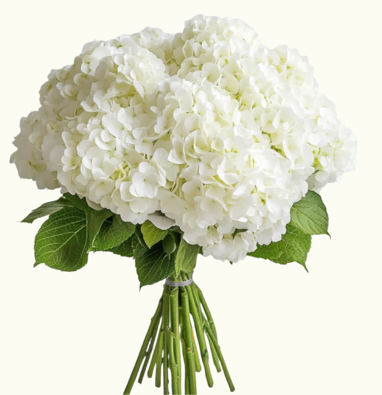 Hydrangea