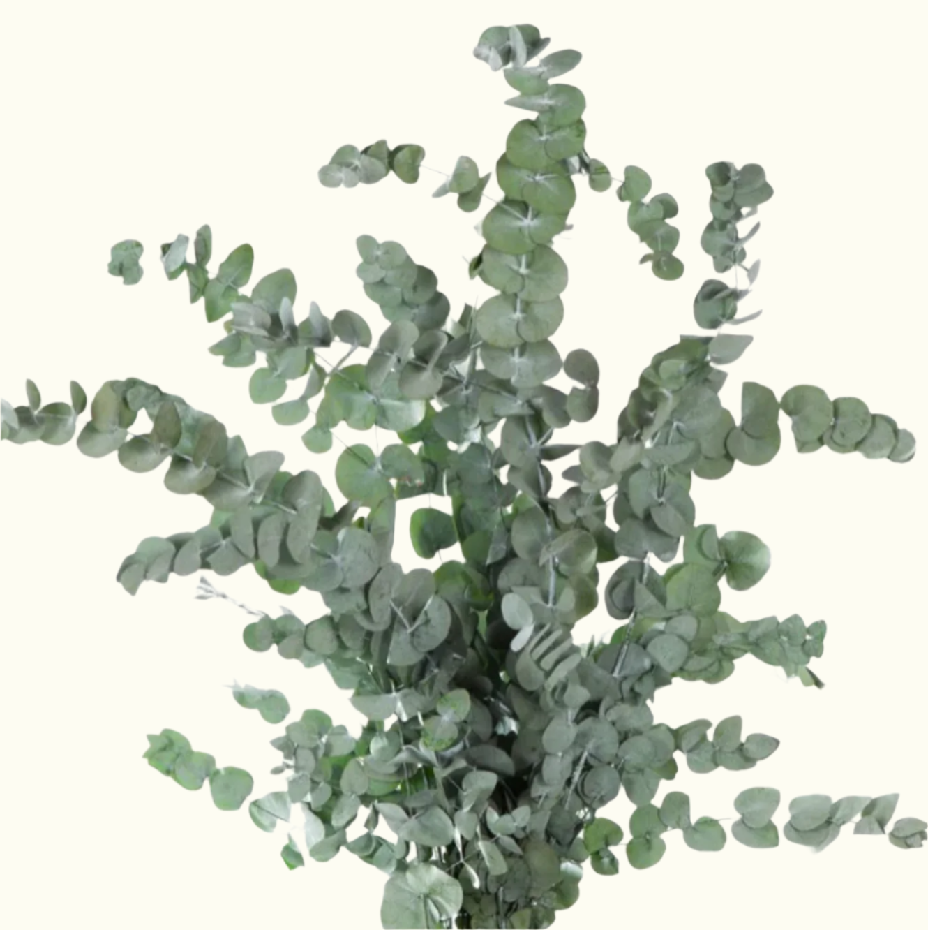 Eucalyptus - Branch