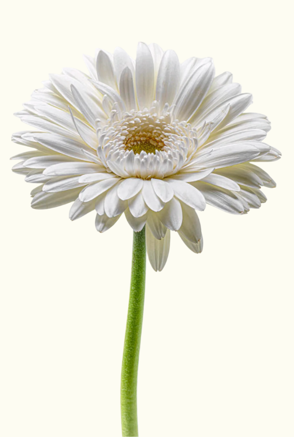 Daisies