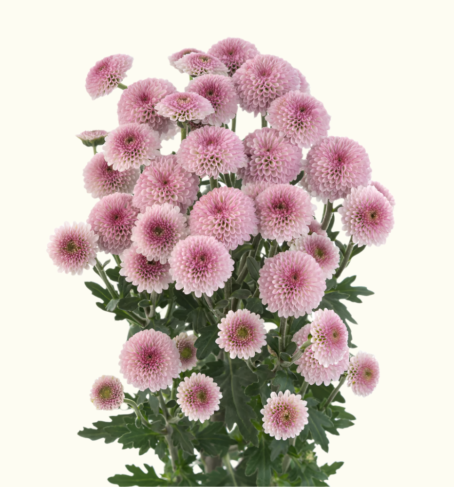 Micro Pompons