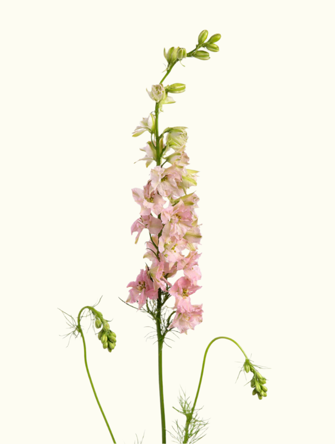 Larkspurs