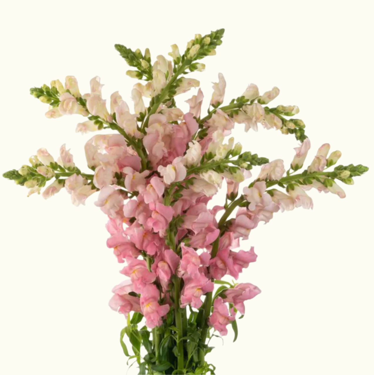 Snap Dragon