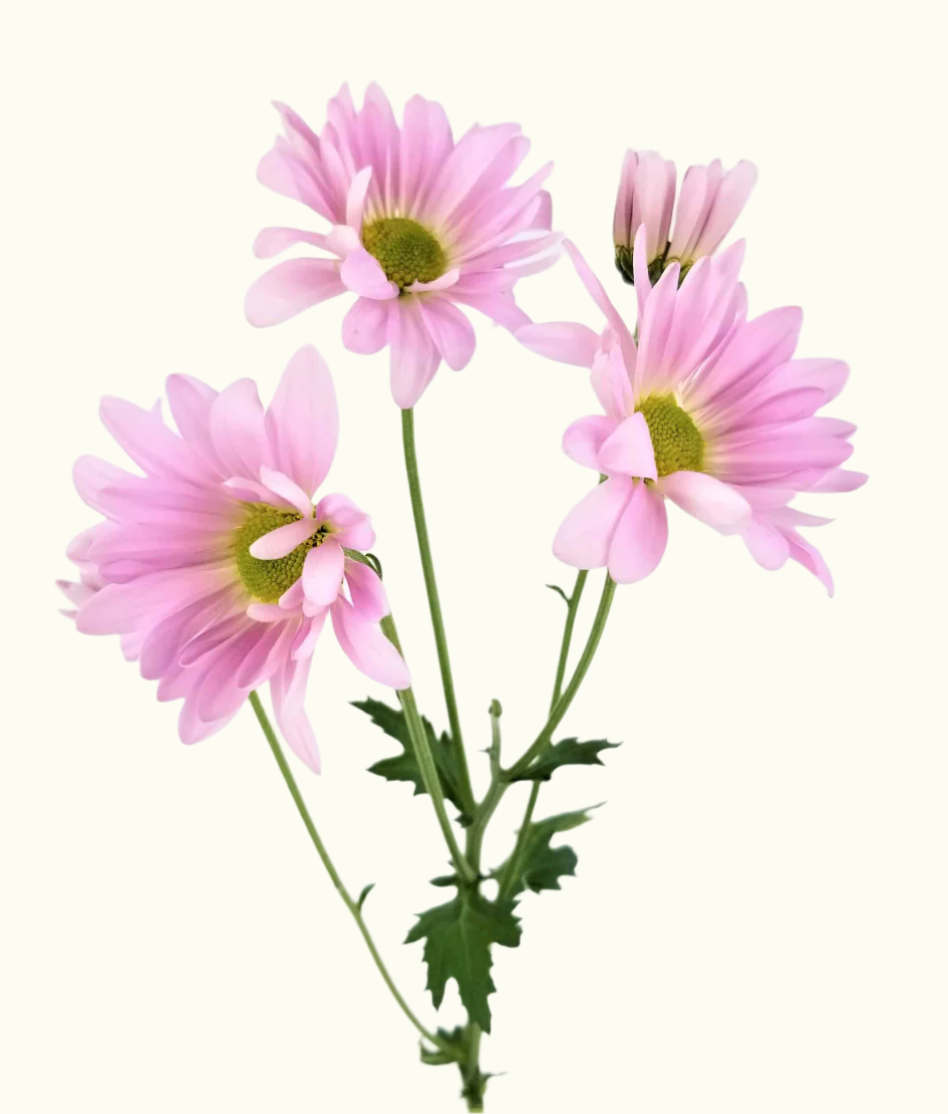 Pom Daisies
