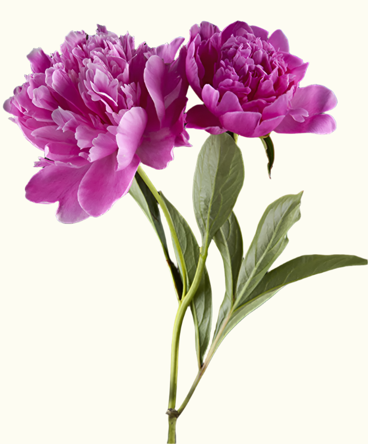 Peonies 6x